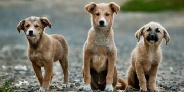 आवारा कुत्तों पर सुप्रीम कोर्ट की बड़ी सुनवाई 27 अक्टूबर को, बनेगी राष्ट्रीय नीति पर स्पष्टता