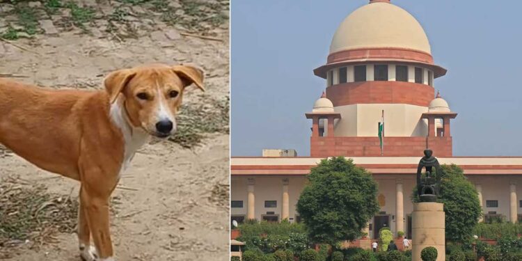 'जो डरते हैं, कुत्ते उन्हें काटते हैं', SC की बात पर झूमे डॉग लवर्स तो जज ने रोका; बोले...