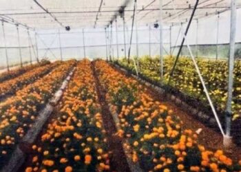 राम मंदिर के लिए अब अयोध्या में ही उगेंगे खास फूल! योगी सरकार बनाने जा रही प्रदेश का पहला बड़ा सेंटर