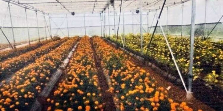 राम मंदिर के लिए अब अयोध्या में ही उगेंगे खास फूल! योगी सरकार बनाने जा रही प्रदेश का पहला बड़ा सेंटर