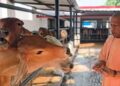 Gorakhpur News: गोरखनाथ मंदिर की गोशाला पहुंचे CM योगी, गायों को गुड़-रोटी खिलाई, गोवंश की बेहतर देखभाल के दिए निर्देश