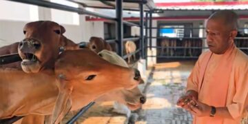 Gorakhpur News: गोरखनाथ मंदिर की गोशाला पहुंचे CM योगी, गायों को गुड़-रोटी खिलाई, गोवंश की बेहतर देखभाल के दिए निर्देश