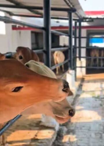 Gorakhpur News: गोरखनाथ मंदिर की गोशाला पहुंचे CM योगी, गायों को गुड़-रोटी खिलाई, गोवंश की बेहतर देखभाल के दिए निर्देश
