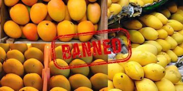 Indian Mango Export Crisis: जापान के बाद नेपाल ने भी रोका भारतीय आम, दुनिया का सबसे बड़ा उत्पादक देश फिर भी क्यों पिछड़ रहा है?