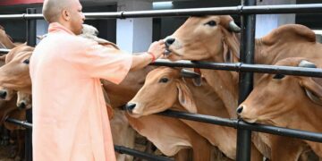 UP News: गो पालन करने वालों के लिए Yogi Government का बड़ा Plan, दूध के साथ गोमूत्र से भी होगी कमाई