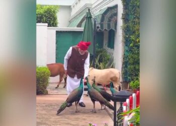 PM Modi Video: Independence Day पर PM मोदी का ये खास अंदाज हुआ Viral, मोरों और पुंगनूर गायों के साथ दिखा दिलचस्प नजारा