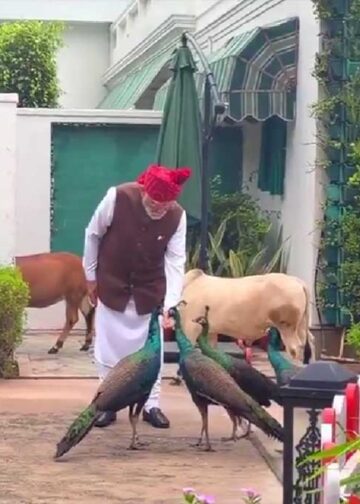 PM Modi Video: Independence Day पर PM मोदी का ये खास अंदाज हुआ Viral, मोरों और पुंगनूर गायों के साथ दिखा दिलचस्प नजारा